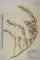 藏品(裸花鹼蓬)的圖片