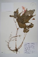 藏品(水鴨腳)的圖片