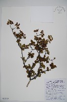藏品(小葉莢迷)的圖片