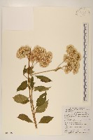 藏品(小舌菊、蔓綿菜)的圖片