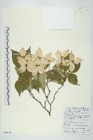 藏品(四照花)的圖片