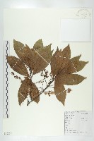 藏品(杜英、山杜英、蘭嶼杜英)的圖片