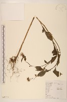 藏品(野茼蒿)的圖片