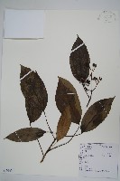 藏品(樹參)的圖片