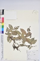 藏品(小果南燭)的圖片