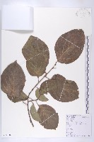 藏品(油柿)的圖片