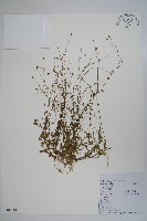 藏品(細葉蘭花參)的圖片