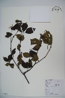 藏品(莢迷)的圖片
