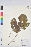 藏品(白臼)的圖片