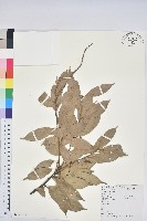 藏品(子彈石櫟)的圖片