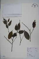 藏品(厚葉冬青)的圖片