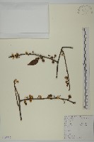 藏品(哥蘭葉)的圖片