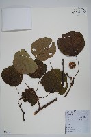 藏品(獼猴桃、奇異果)的圖片