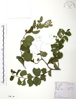 藏品(馬甲子)的圖片