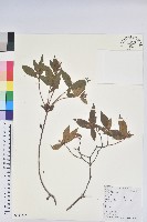 藏品(溪畔杜鵑花)的圖片