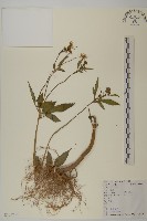 藏品(鬼針舅)的圖片