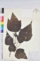 藏品(小果野桐)的圖片