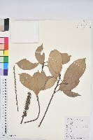 藏品(多穗石櫟)的圖片