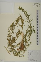 藏品(臭杏、土荊芥)的圖片