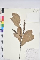 藏品(多穗石櫟)的圖片