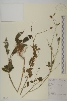 藏品(鬼針舅)的圖片