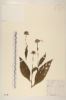 藏品(塊根向日葵)的圖片