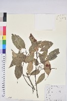 藏品(金毛石櫟)的圖片