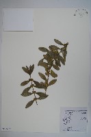 藏品(華南黃楊，雀舌黃楊，匙葉黃楊)的圖片