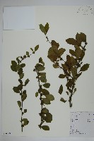 藏品(鼠李冬青、滿樹星)的圖片