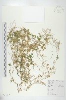 藏品(碎米薺)的圖片