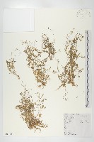 藏品(碎米薺)的圖片