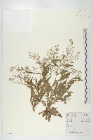 藏品(葶藶)的圖片