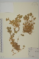 藏品(卷耳)的圖片