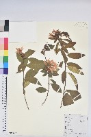 藏品(溪畔杜鵑花)的圖片