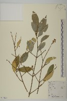 藏品(大果衛矛)的圖片