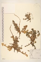 藏品(蒲公英)的圖片