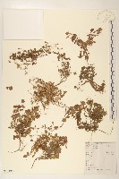 藏品(稻槎菜)的圖片