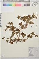 藏品(辣子草、揚子毛茛)的圖片