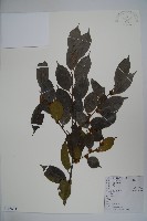 藏品(尾葉冬青)的圖片