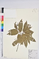 藏品(茅栗)的圖片