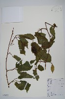 藏品(京梨獼猴桃)的圖片