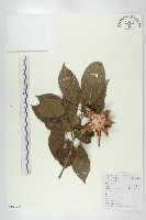 藏品(猴歡喜)的圖片