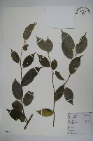 藏品(鐵冬青)的圖片