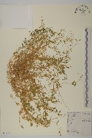 藏品(雀舌草)的圖片