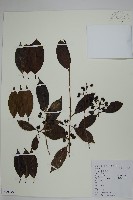 藏品(冬青)的圖片