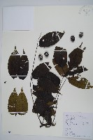 藏品(南酸棗)的圖片