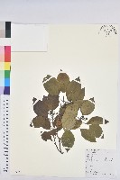 藏品(白臼)的圖片