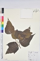 藏品(小果野桐)的圖片