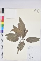 藏品(錐栗)的圖片