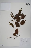 藏品(亮葉樺)的圖片